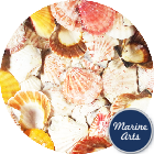 8939C - Sea Washed - Queenie Scallop